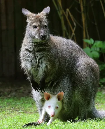 Търсят избягало кенгуру в Родопите