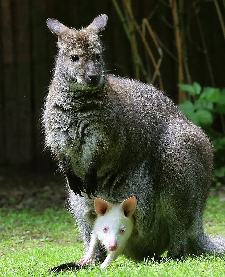 Търсят избягало кенгуру в Родопите