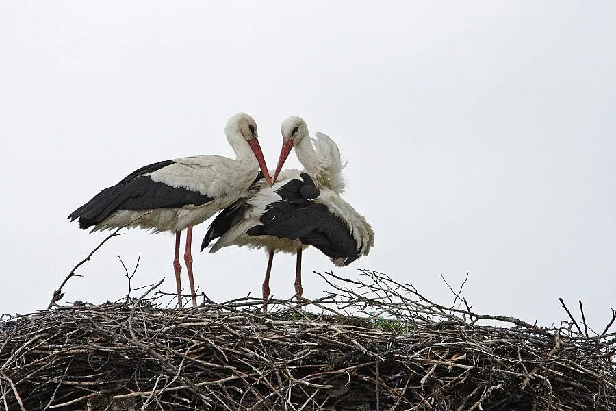 Кметството в Силистра подпомага бъдещи родители