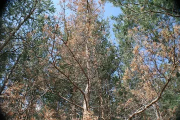 Откриха мъртъв изчезналия преди три дни овчар