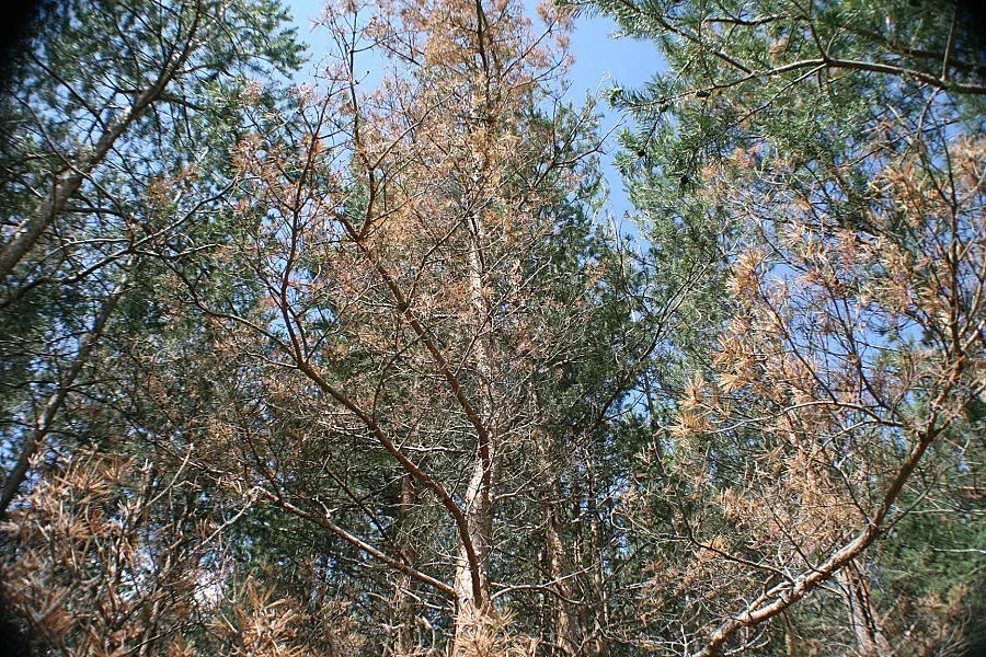 Откриха мъртъв изчезналия преди три дни овчар