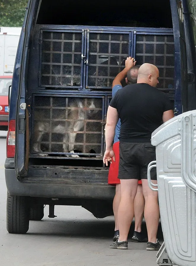 Спасиха куче с отрязан нос