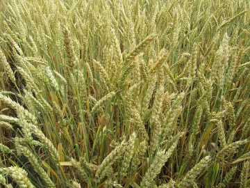 Две седмици по-рано почва жътвата в Добричко