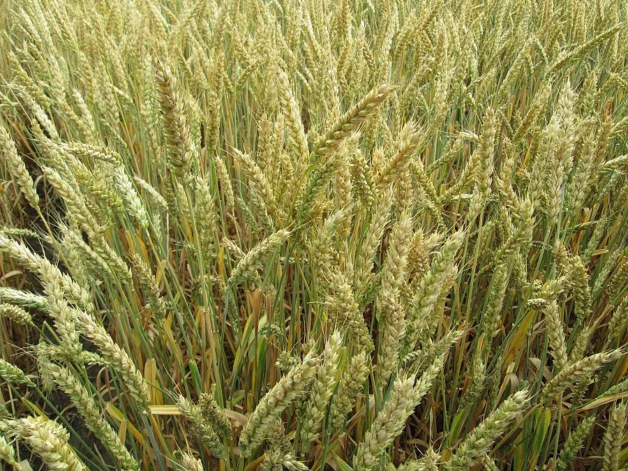 Две седмици по-рано почва жътвата в Добричко