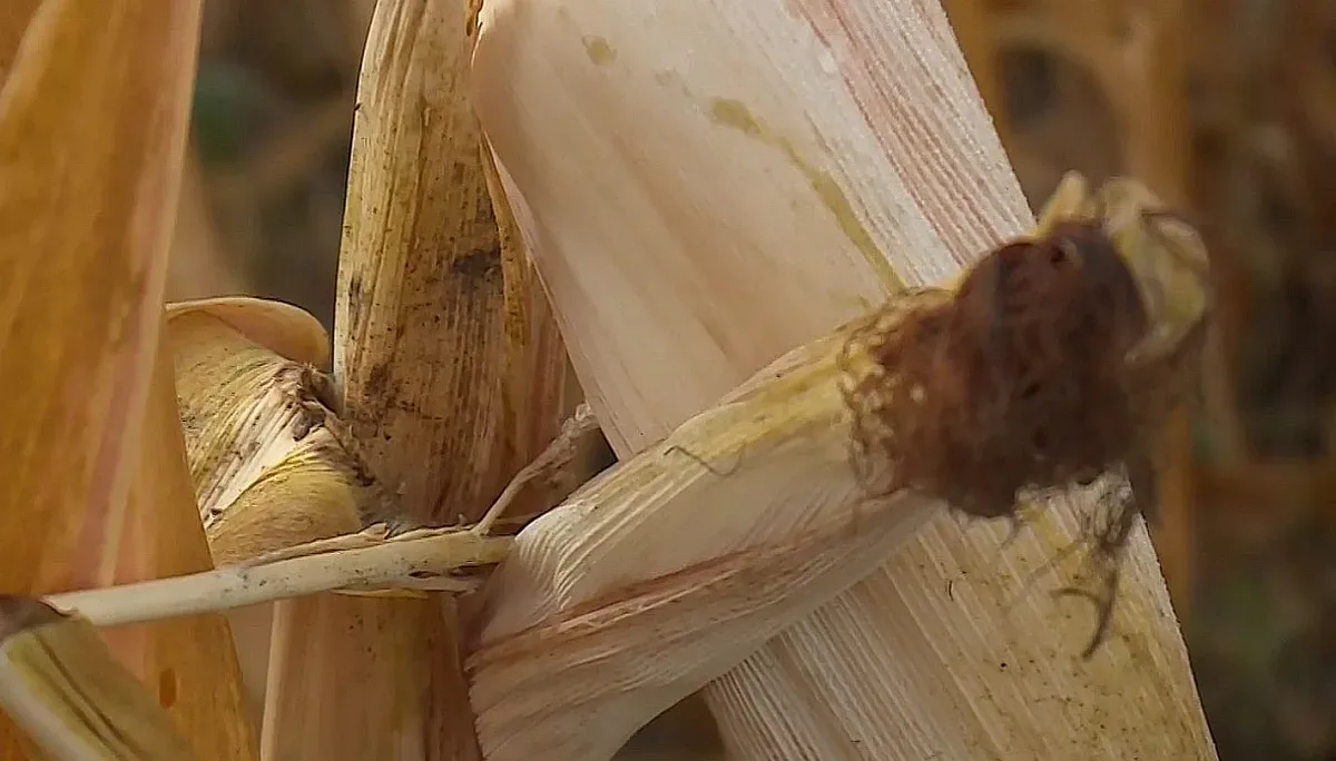 Голям удар при царевицата и слънчогледа! Страшно лоша реколта