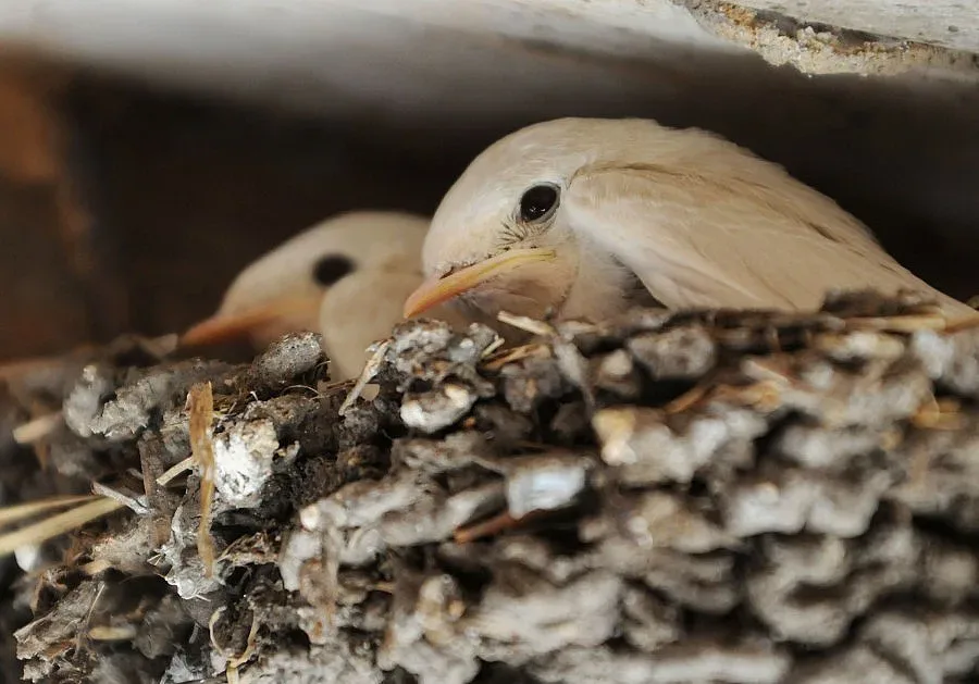 Бели лястовици свиха гнездо в Бургас