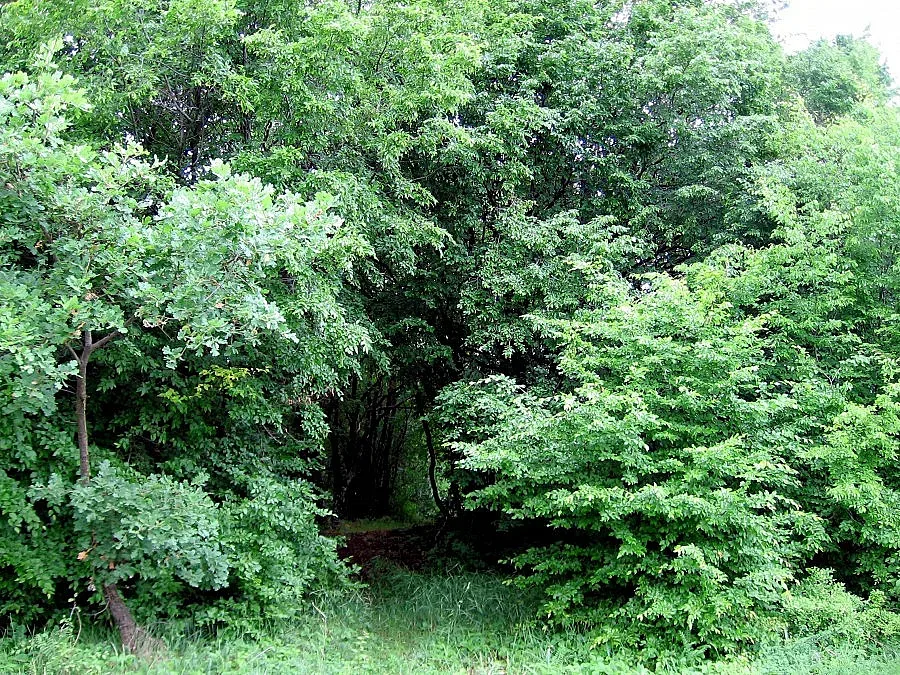 Светци вардят забравен храм