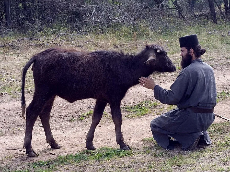 Манастирите станаха биомагазини