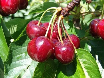 Братушките ни  вземат черешите