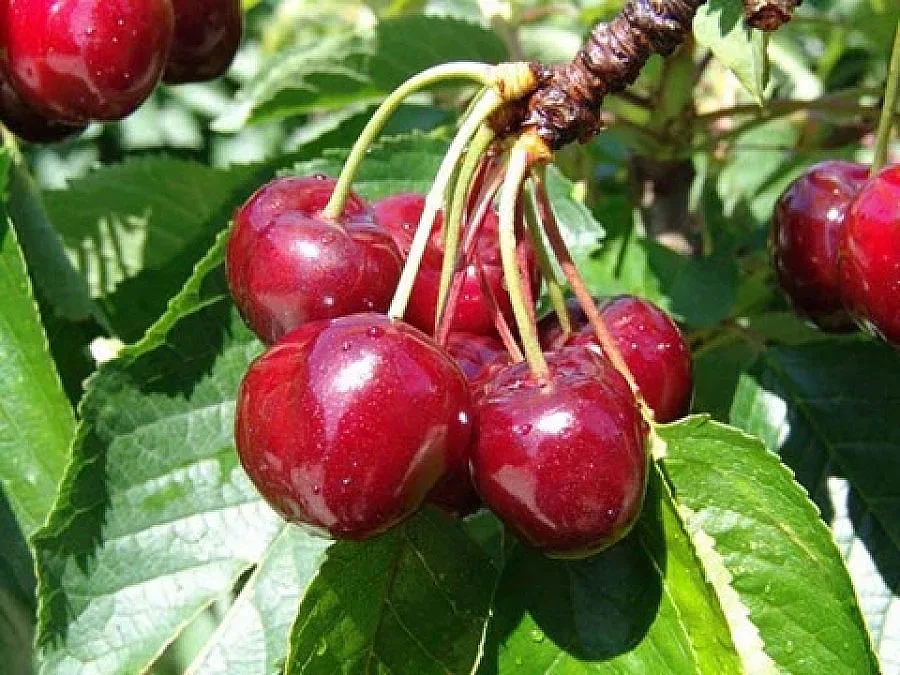 Братушките ни  вземат черешите