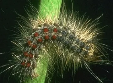 Атакуват гъсеници по горите с естествен враг