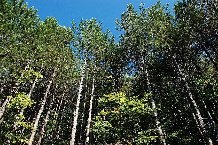 Гъсеница-гъботворка унищожава горите във Видинско