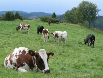 Кметове мамят Брюксел с пасища