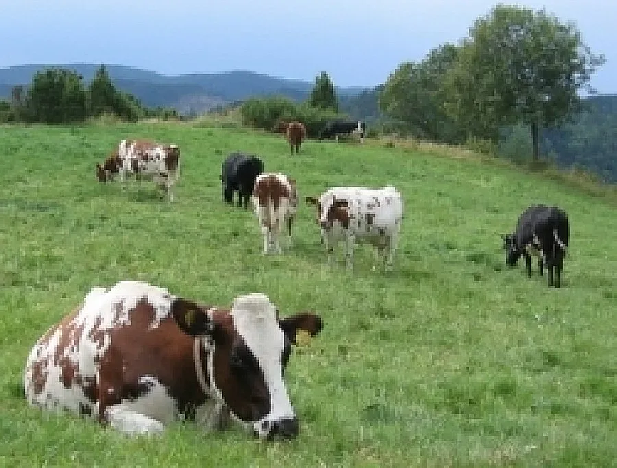 Кметове мамят Брюксел с пасища