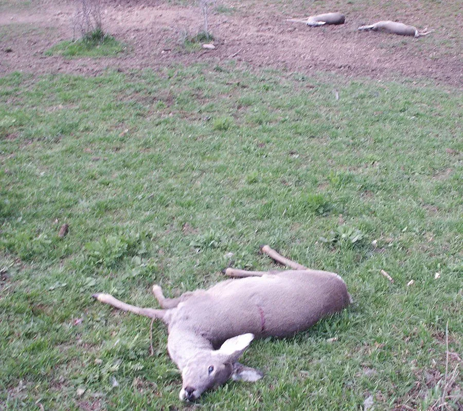 Хлапета свиха пушка и патрони от бракониер