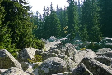 На 15 юни тръгват безплатните автобуси за Витоша