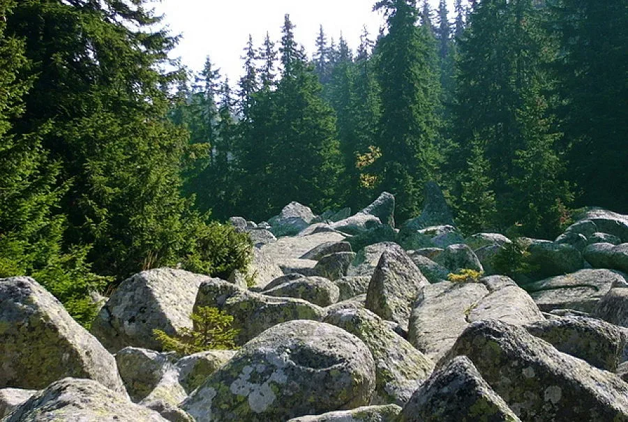 На 15 юни тръгват безплатните автобуси за Витоша