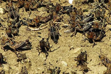 Пръскат срещу марокански скакалци