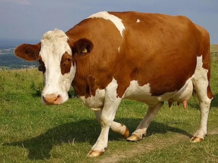 Крави дефилират пред жури край Сливен