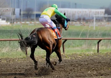 Пускат на търг коне, арестувани в гората