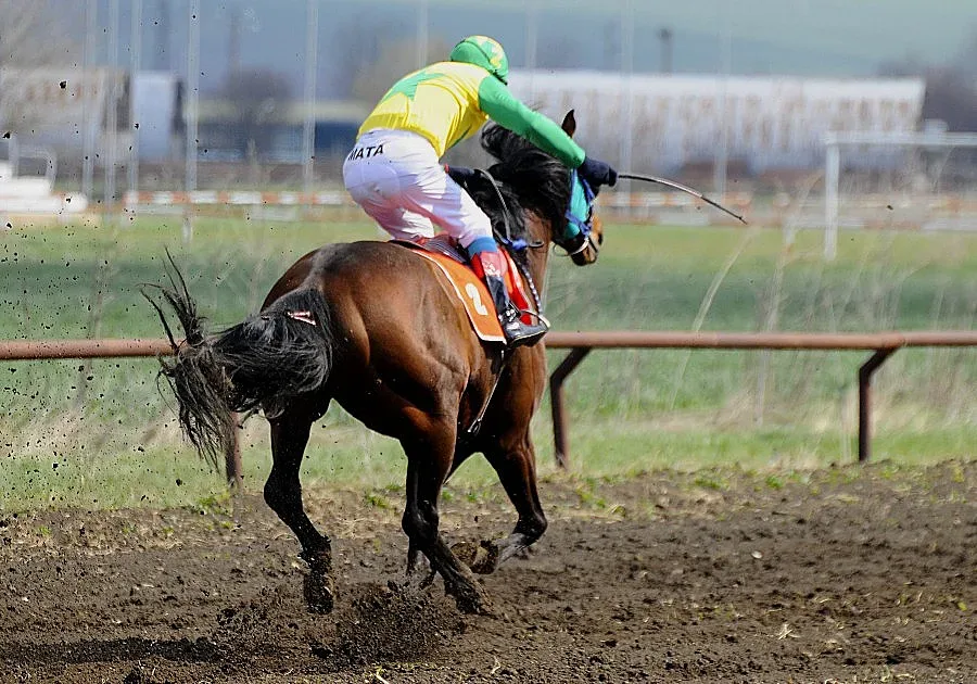 Пускат на търг коне, арестувани в гората
