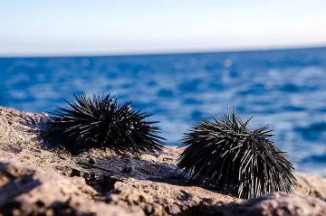 Любопитството в Гърция води до 3000 евро глоба! Изненадата