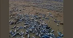 Пълна катастрофа за гръцки топ курорт! Кметът е в паника