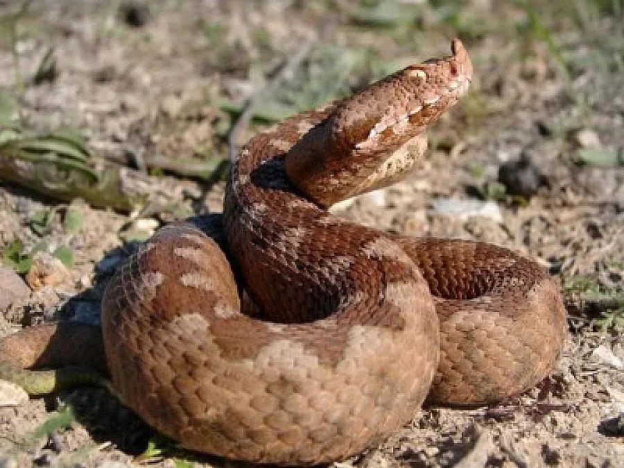 Змиите от Струма плъзнаха по блоковете