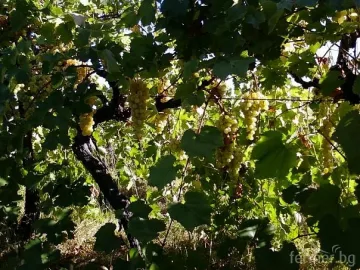 Непозната болест мори лозята край Катунци