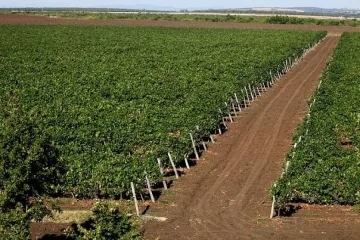 „Винпром Пещера" продаде бизнеса си със земи