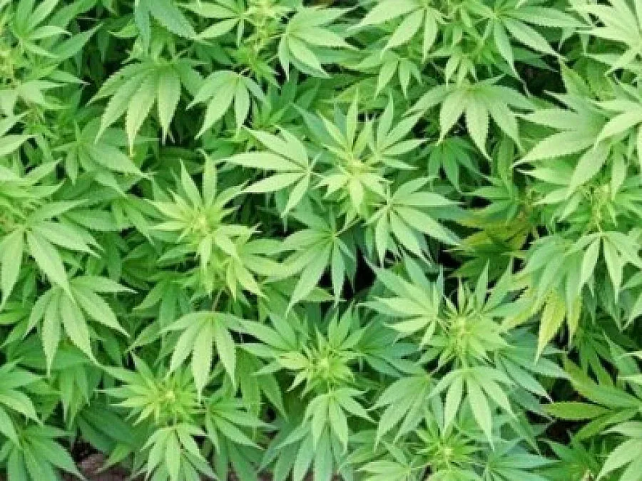 Полиция прибира реколтата от канабис