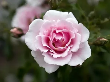 Скъпото масло може пак да ни докара проблеми