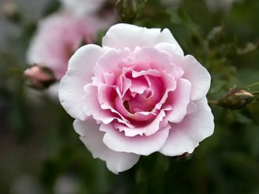 Скъпото масло може пак да ни докара проблеми