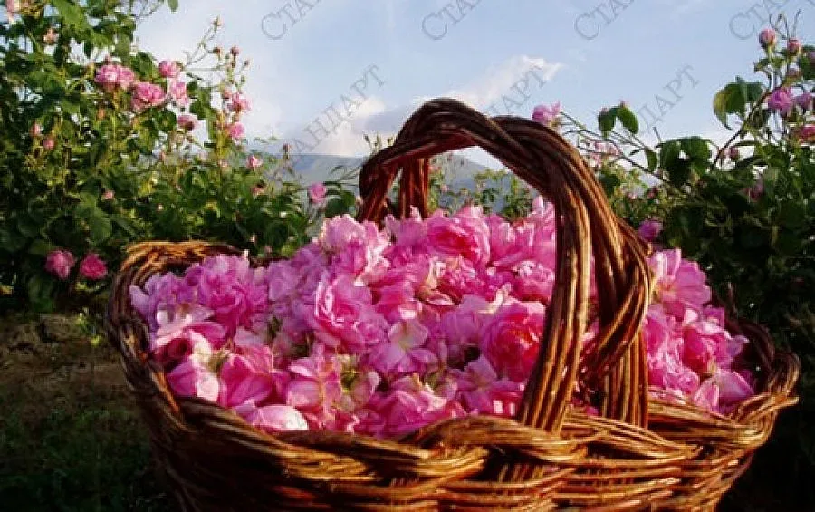 Джакпот с розите