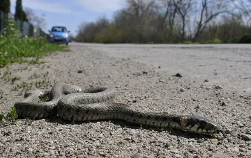 Змия ухапа пенсионерка в градина