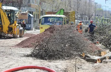 Буря събори дървета в Ловешко