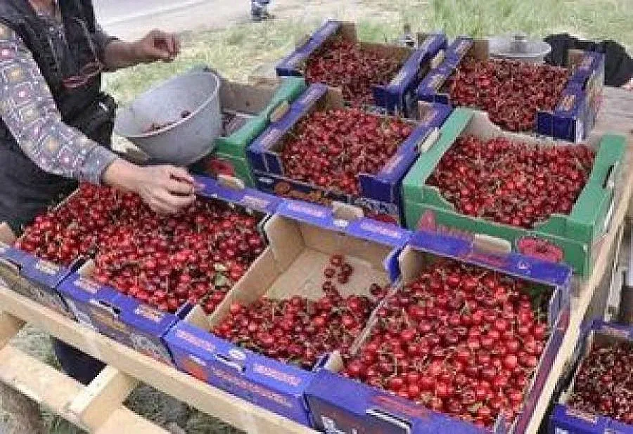 Черешите с паспорти и вечерен час