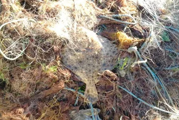 Иззеха 700 метра бракониерски мрежи за улов на калкан 