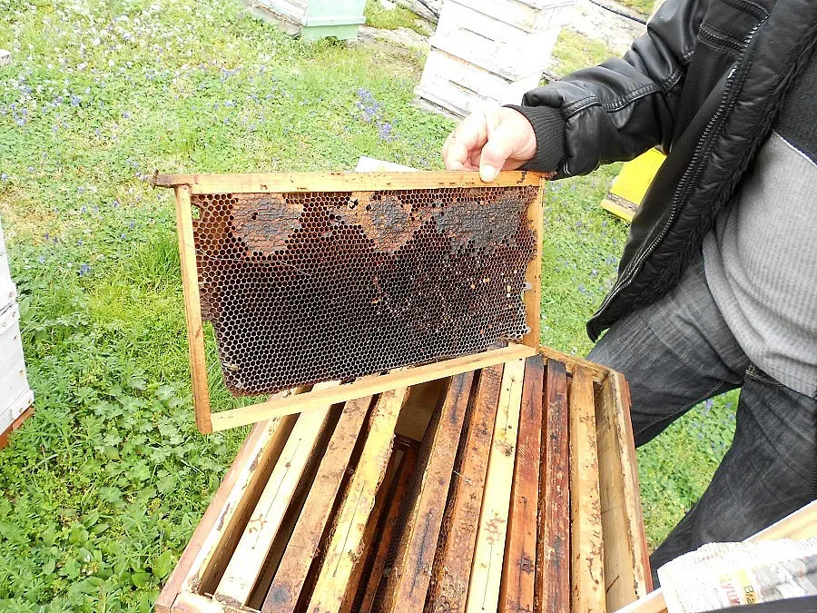 Апаши разплакаха пчелар