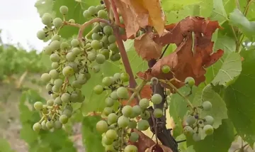 Лозари и винари с лоша новина за тазгодишната реколта