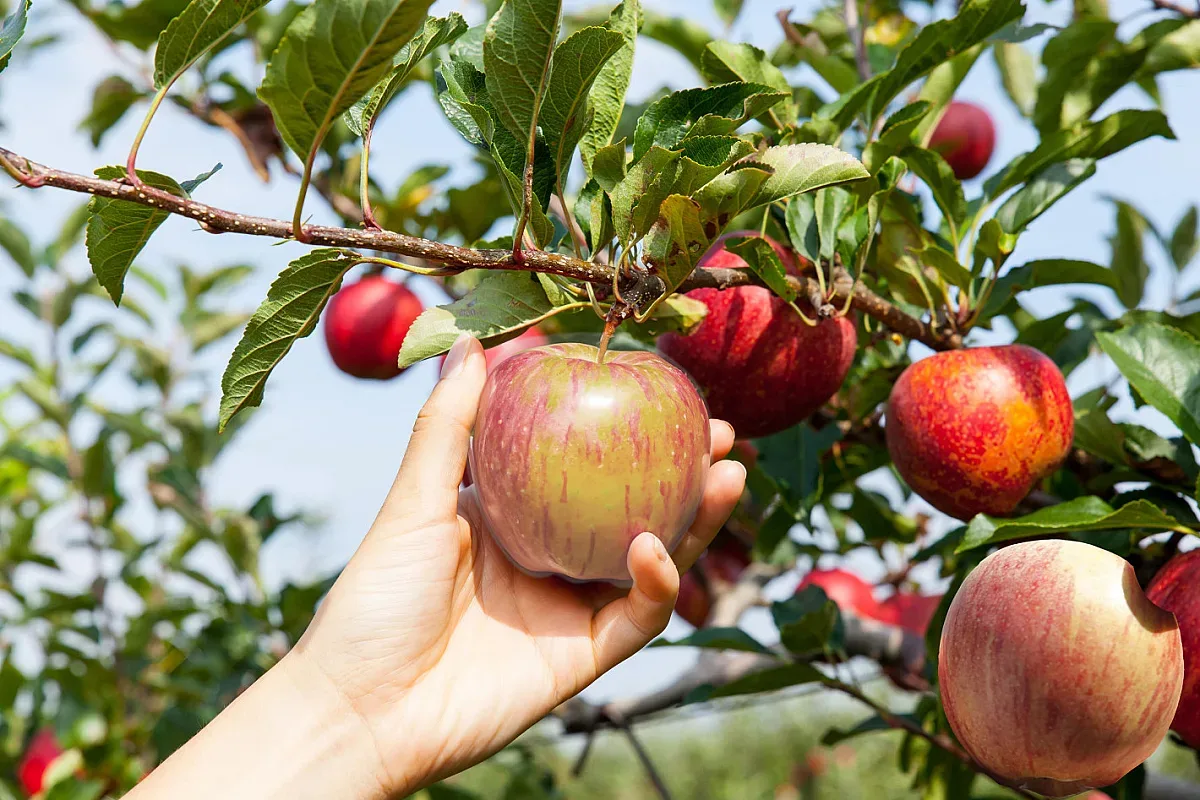 Защо най-вкусните ябълки са в Kaufland?