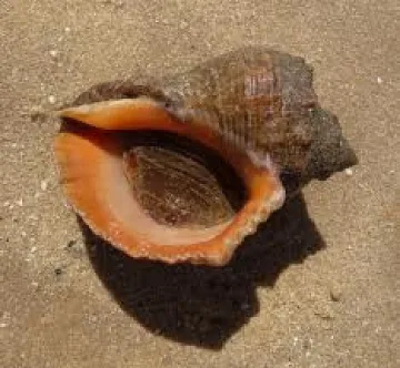 Морски КАТ наказва бракониери