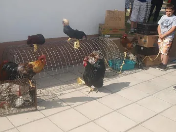 Петлите Бойко, Серго, Цецо, Волен, Яне кукуригат на парад