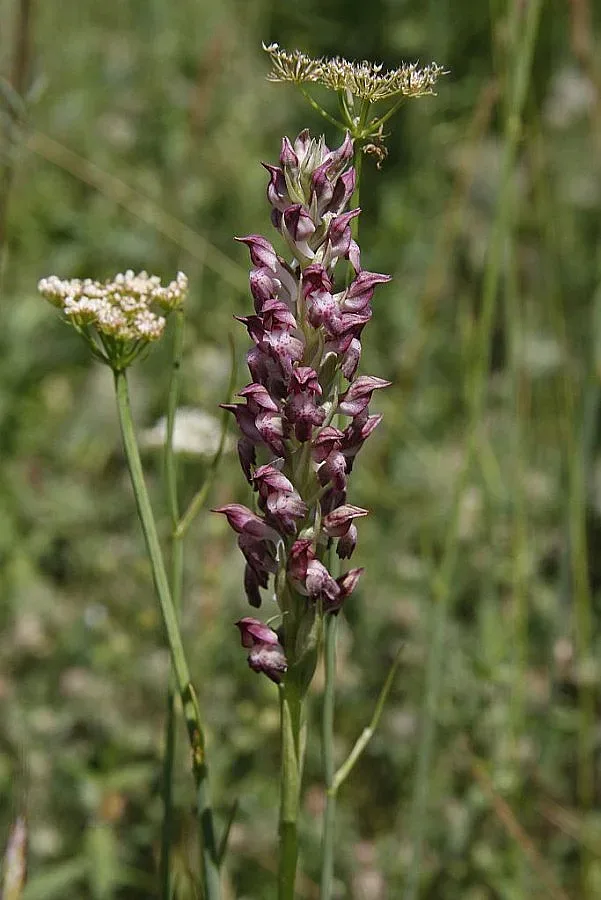 30 вида орхидеи се срещат в Източните Родопи