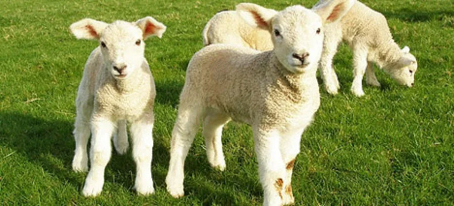 Конфискуваха нелегално агнешко в Карнобат