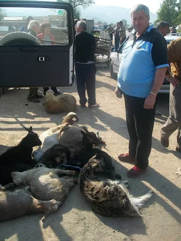 Комбина за агне от кошарата