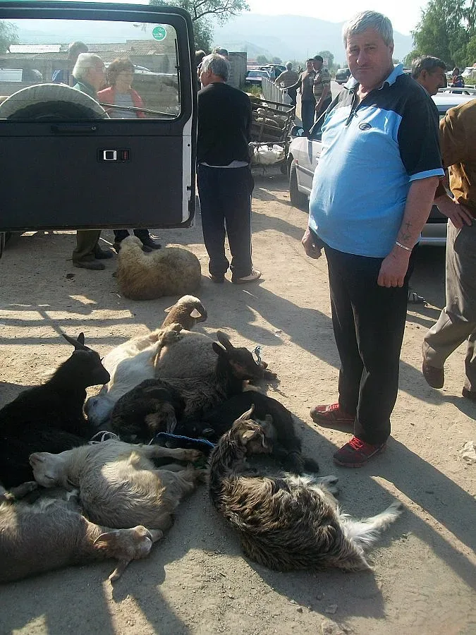 Комбина за агне от кошарата