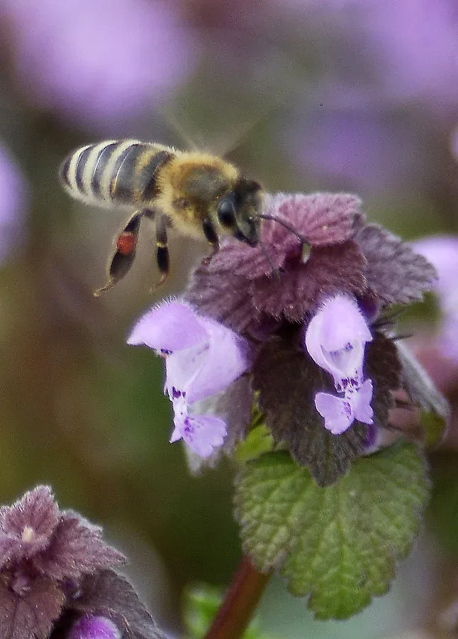Насекомо уби 63-годишен мъж