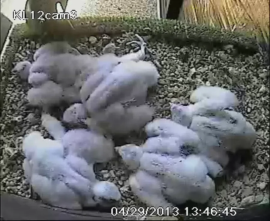 „Зов за завръщане" на ловния сокол