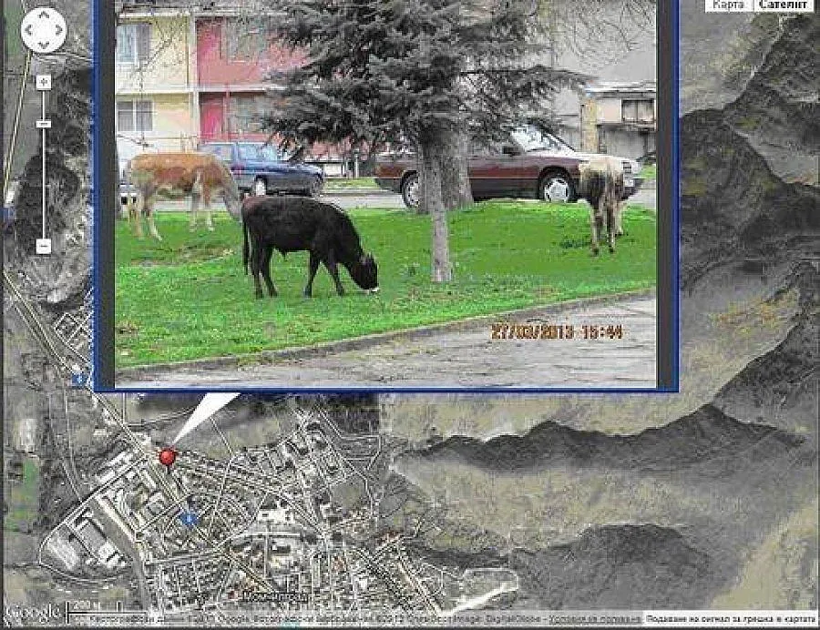 В Момчилград „засичат" кравите чрез Джи Пи Ес